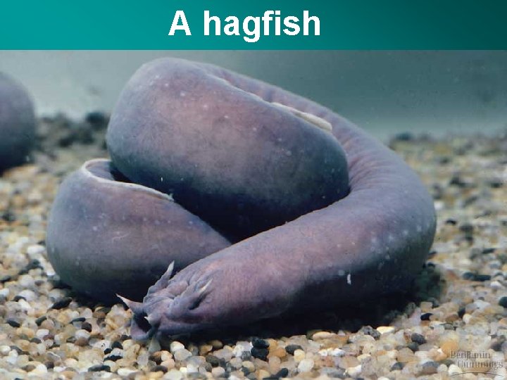 A hagfish 