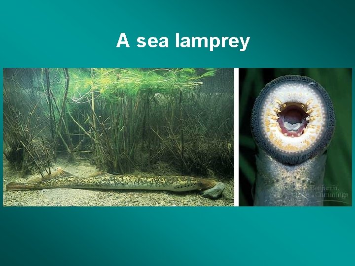 A sea lamprey 