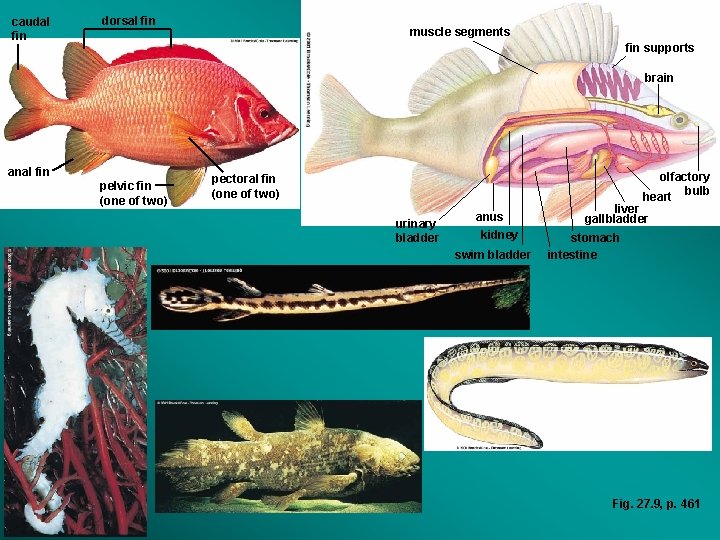 caudal fin dorsal fin muscle segments fin supports brain anal fin pelvic fin (one