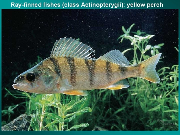 Ray-finned fishes (class Actinopterygii): yellow perch 