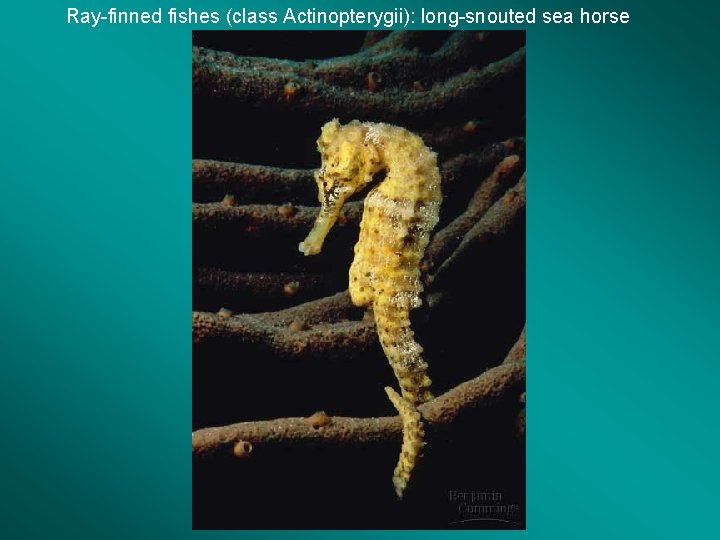 Ray-finned fishes (class Actinopterygii): long-snouted sea horse 