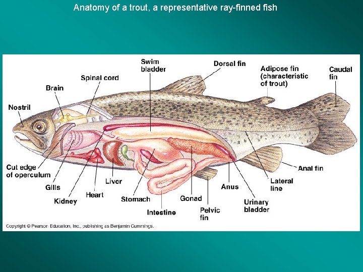 Anatomy of a trout, a representative ray-finned fish 