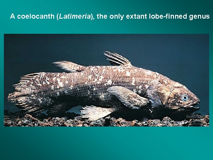 A coelocanth (Latimeria), the only extant lobe-finned genus 