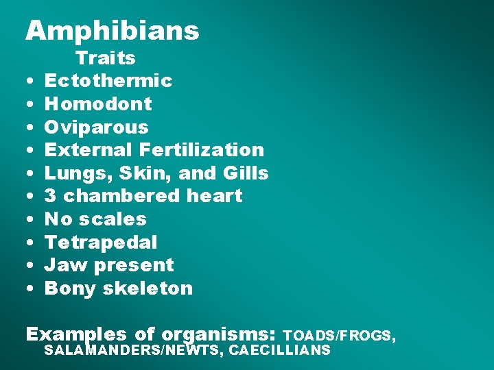 Amphibians • • • Traits Ectothermic Homodont Oviparous External Fertilization Lungs, Skin, and Gills