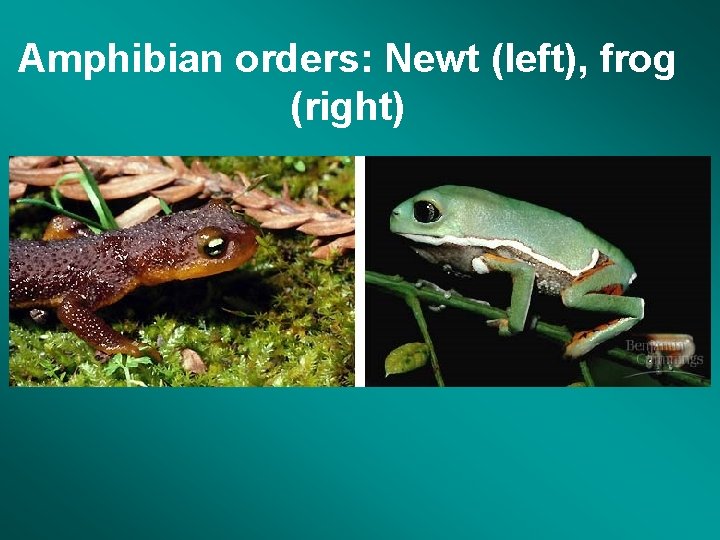 Amphibian orders: Newt (left), frog (right) 