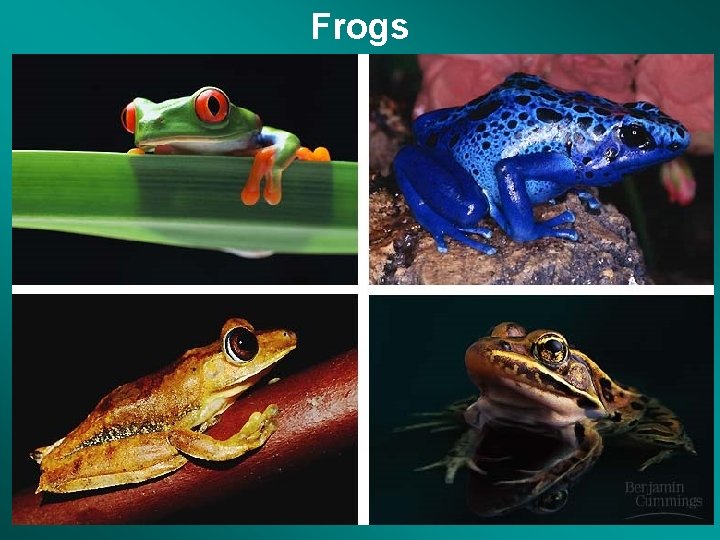 Frogs 