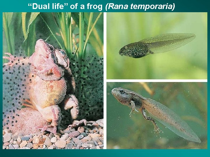 “Dual life” of a frog (Rana temporaria) 