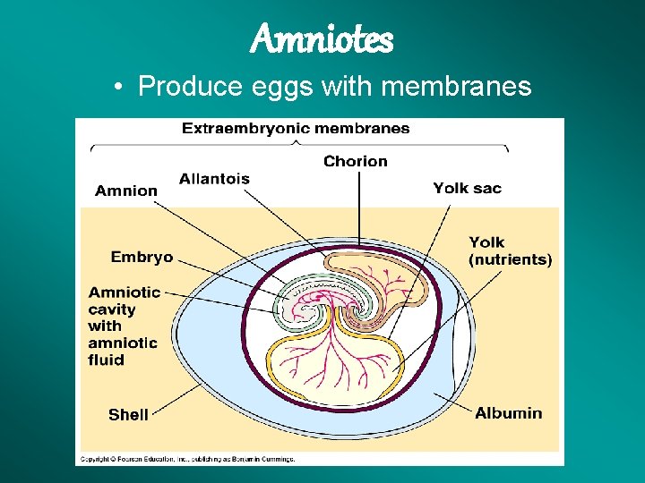 Amniotes • Produce eggs with membranes 