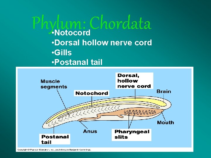 Phylum: Chordata • Notocord • Dorsal hollow nerve cord • Gills • Postanal tail