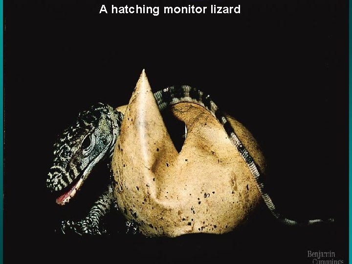 A hatching monitor lizard 