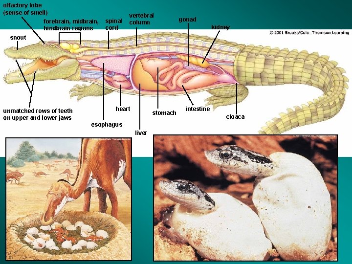 olfactory lobe (sense of smell) forebrain, midbrain, hindbrain regions spinal cord vertebral column gonad