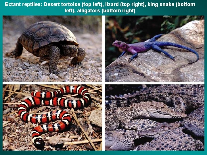 Extant reptiles: Desert tortoise (top left), lizard (top right), king snake (bottom left), alligators