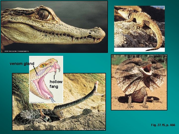 venom gland hollow fang Fig. 27. 15, p. 466 