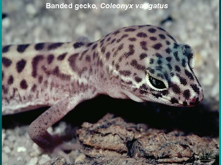 Banded gecko, Coleonyx varigatus 