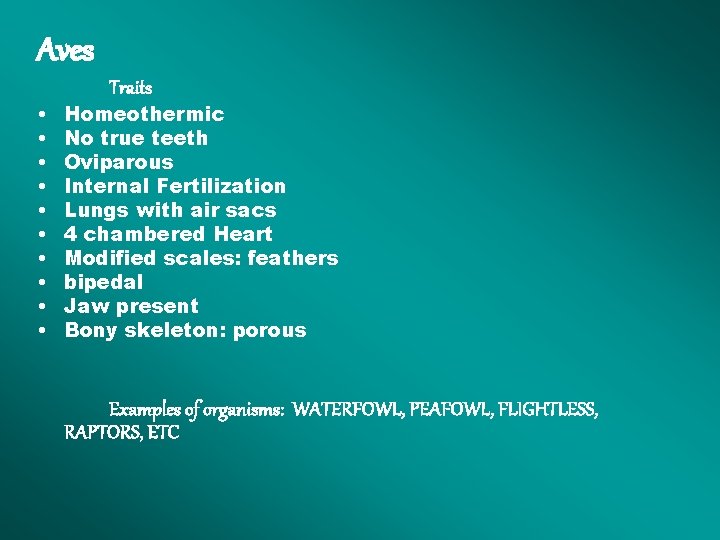 Aves • • • Traits Homeothermic No true teeth Oviparous Internal Fertilization Lungs with