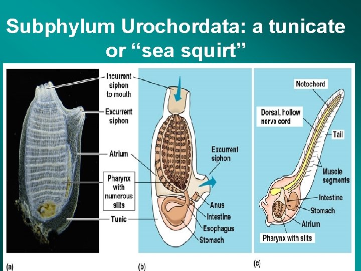 Subphylum Urochordata: a tunicate or “sea squirt” 