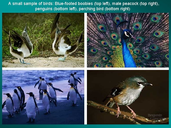 A small sample of birds: Blue-footed boobies (top left), male peacock (top right), penguins