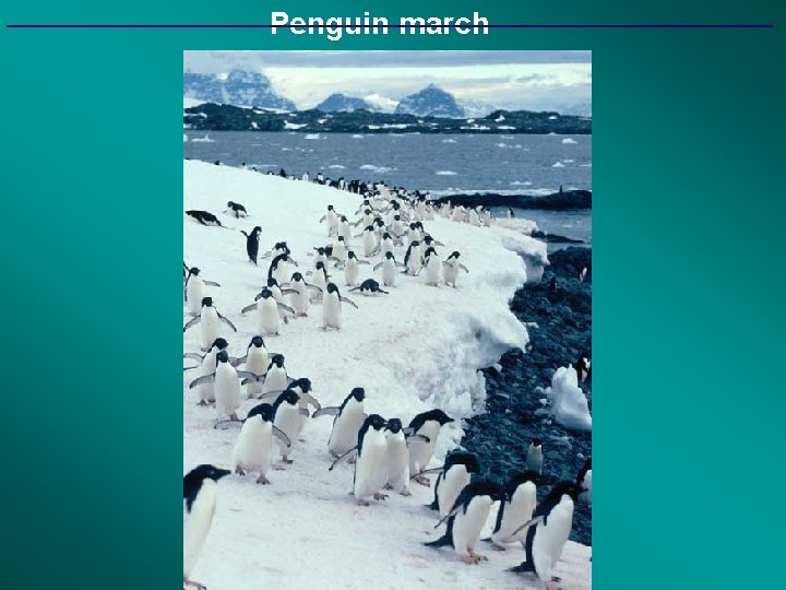 Penguin march 