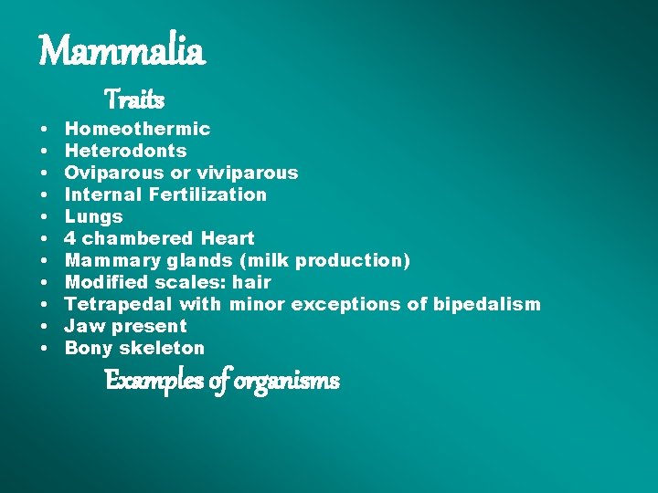 Mammalia • • • Traits Homeothermic Heterodonts Oviparous or viviparous Internal Fertilization Lungs 4