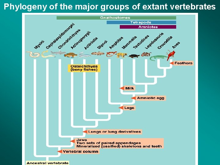 Phylogeny of the major groups of extant vertebrates 