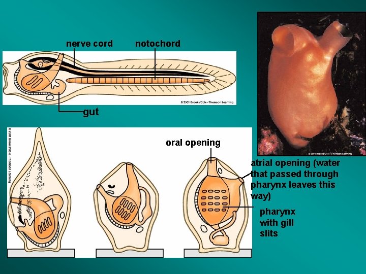 nerve cord notochord gut oral opening atrial opening (water that passed through pharynx leaves