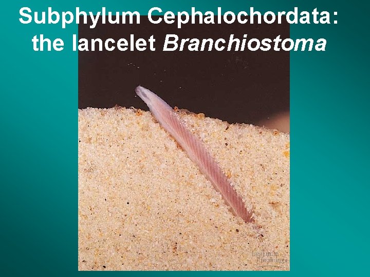 Subphylum Cephalochordata: the lancelet Branchiostoma 