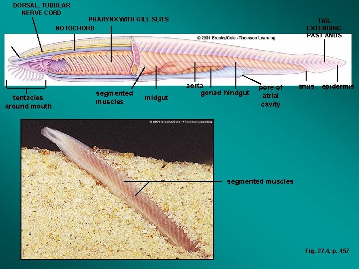 DORSAL, TUBULAR NERVE CORD PHARYNX WITH GILL SLITS NOTOCHORD tentacles around mouth segmented muscles