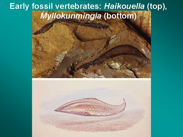 Early fossil vertebrates: Haikouella (top), Myllokunmingia (bottom) 