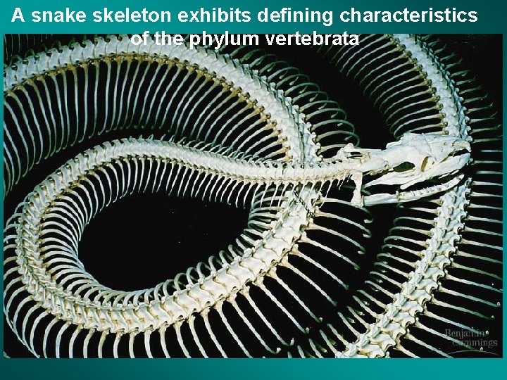 A snake skeleton exhibits defining characteristics of the phylum vertebrata 