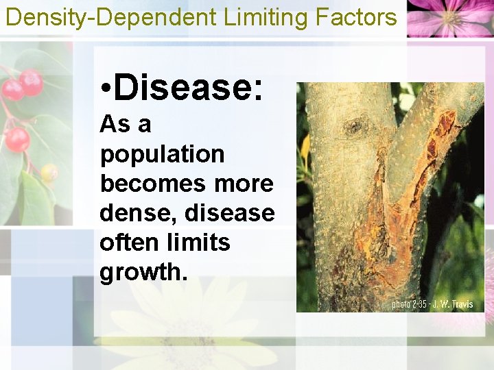 Density-Dependent Limiting Factors • Disease: As a population becomes more dense, disease often limits