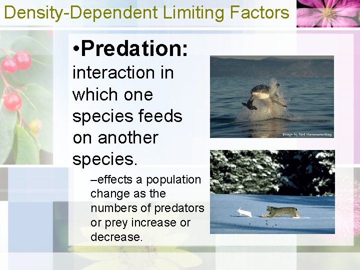 Density-Dependent Limiting Factors • Predation: interaction in which one species feeds on another species.