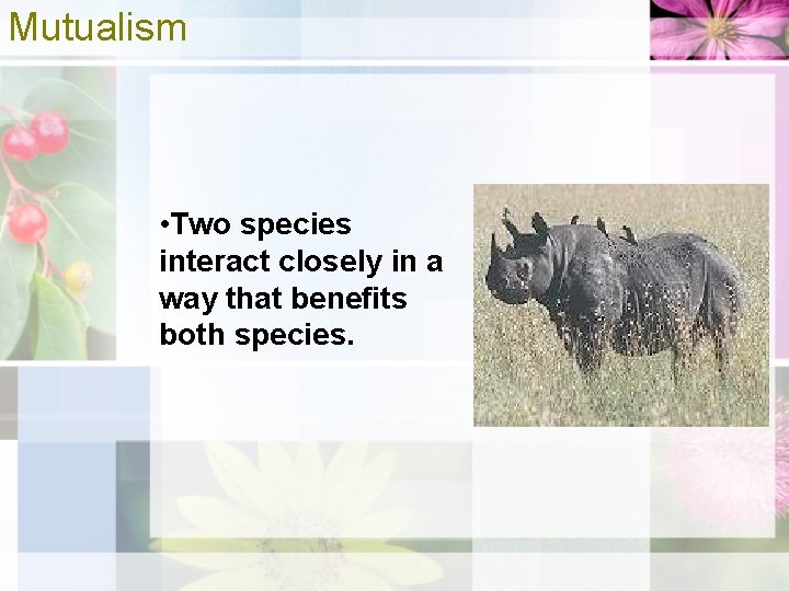 Mutualism • Two species interact closely in a way that benefits both species. 