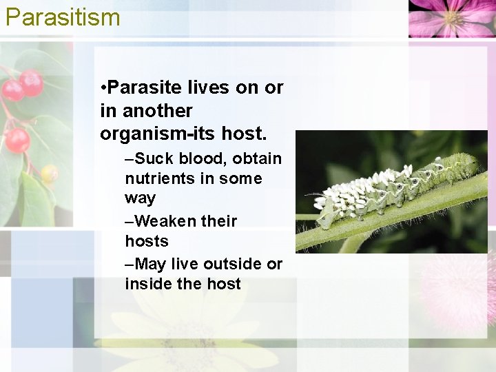 Parasitism • Parasite lives on or in another organism-its host. –Suck blood, obtain nutrients