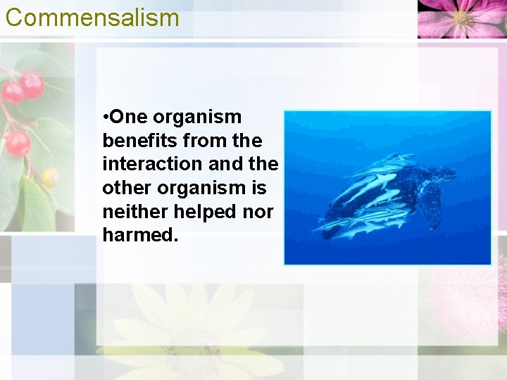 Commensalism • One organism benefits from the interaction and the other organism is neither