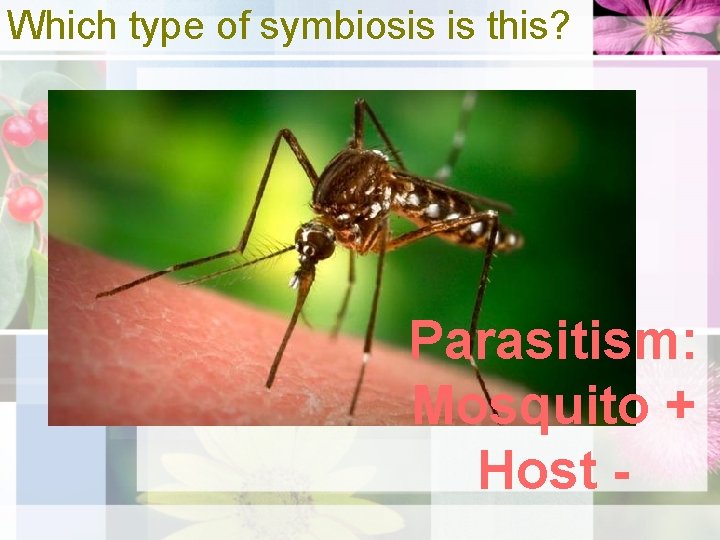 Which type of symbiosis is this? Parasitism: Mosquito + Host - 