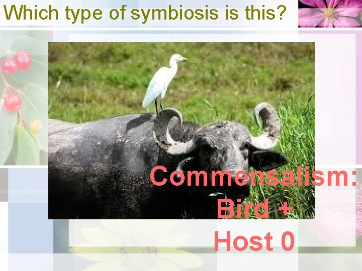Which type of symbiosis is this? Commensalism: Bird + Host 0 