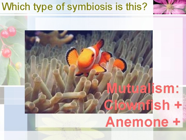 Which type of symbiosis is this? Mutualism: Clownfish + Anemone + 