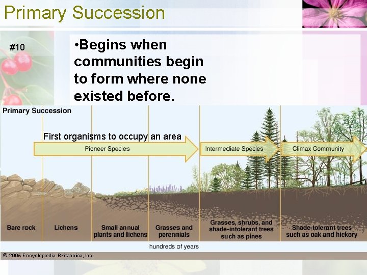 Primary Succession #10 • Begins when communities begin to form where none existed before.