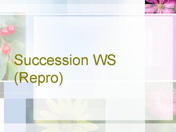 Succession WS (Repro) 
