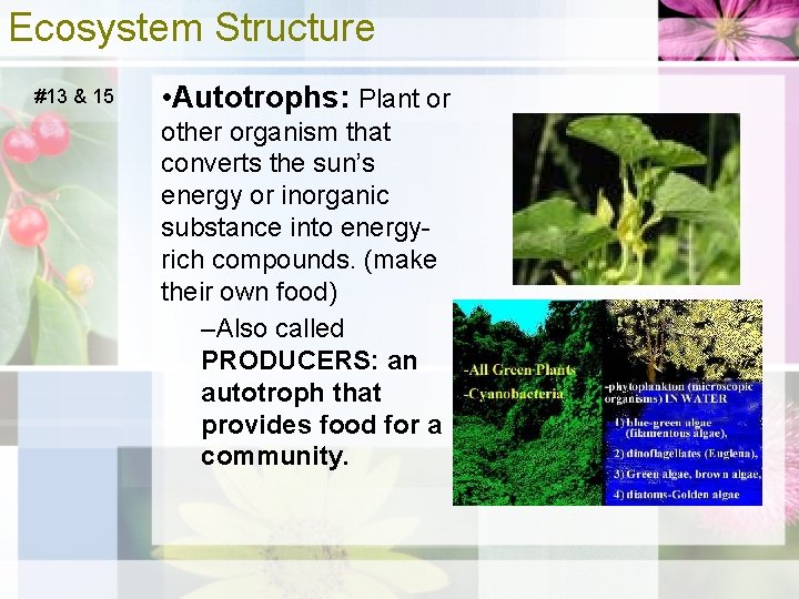 Ecosystem Structure #13 & 15 • Autotrophs: Plant or other organism that converts the