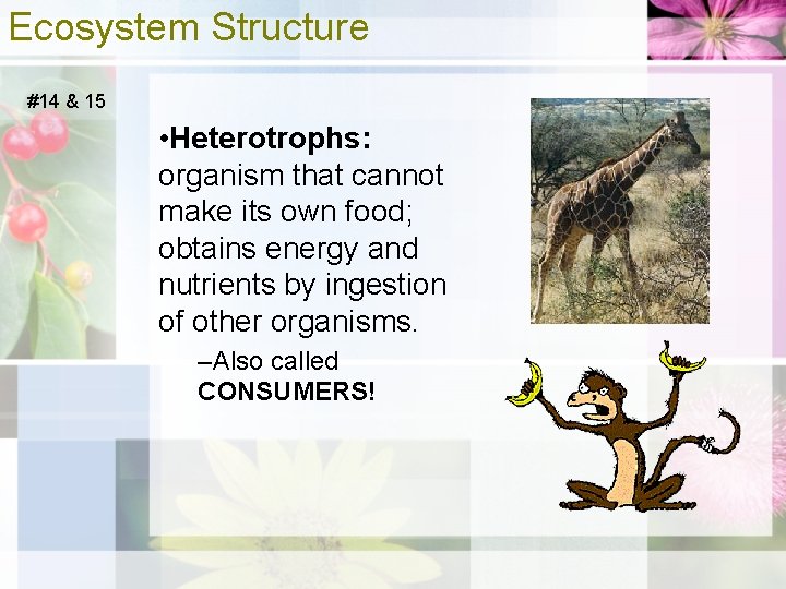 Ecosystem Structure #14 & 15 • Heterotrophs: organism that cannot make its own food;