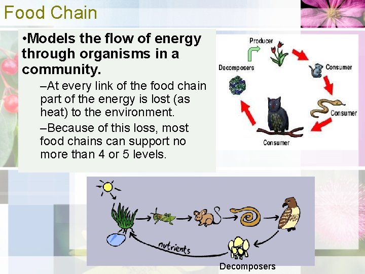 Food Chain • Models the flow of energy through organisms in a community. –At
