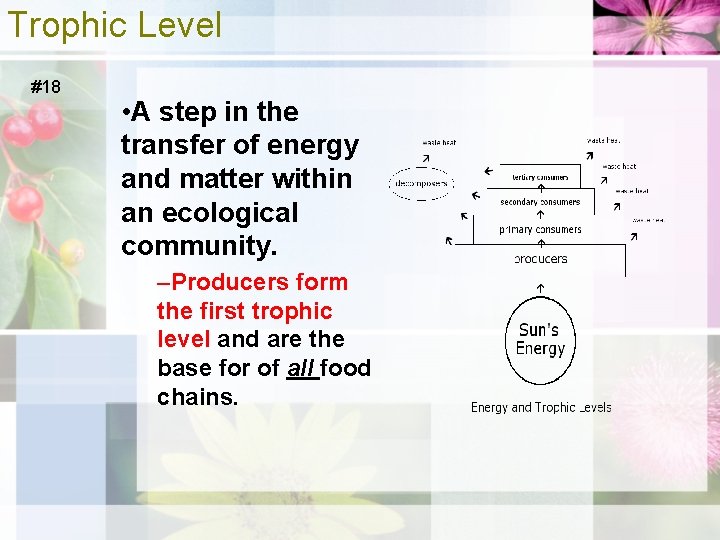 Trophic Level #18 • A step in the transfer of energy and matter within