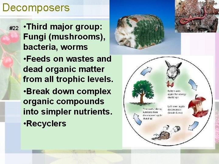 Decomposers #22 • Third major group: Fungi (mushrooms), bacteria, worms • Feeds on wastes
