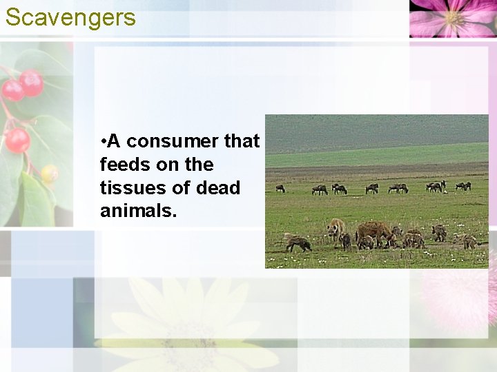 Scavengers • A consumer that feeds on the tissues of dead animals. 