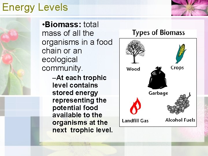Energy Levels • Biomass: total mass of all the organisms in a food chain