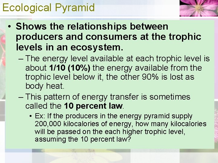 Ecological Pyramid • Shows the relationships between producers and consumers at the trophic levels