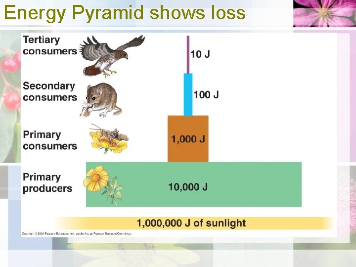 Energy Pyramid shows loss 