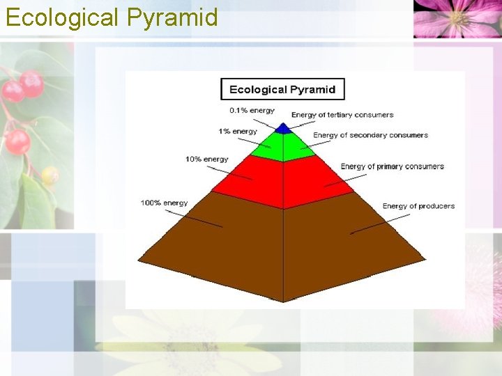 Ecological Pyramid 