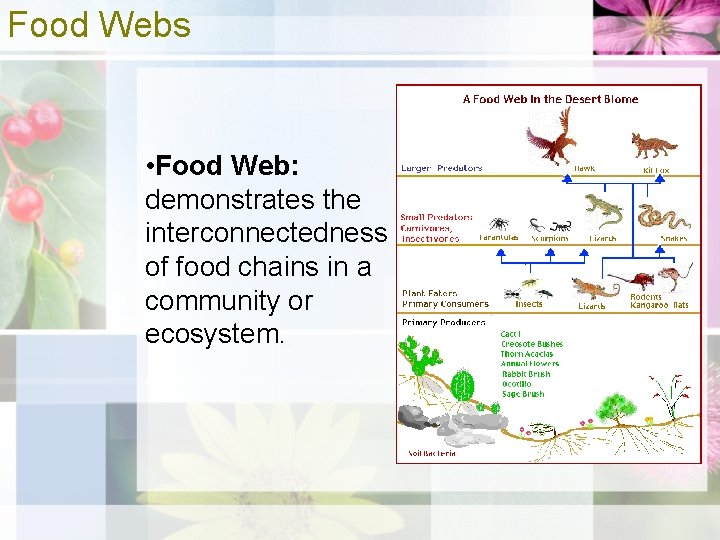 Food Webs • Food Web: demonstrates the interconnectedness of food chains in a community
